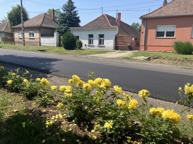Virágba borult a park melletti rózsasor