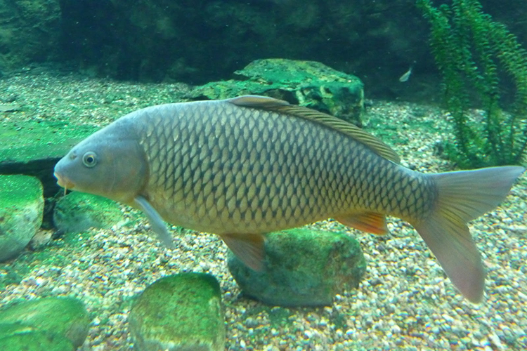 Húsvéti halvásár lesz Győrsövényházon március 26-án